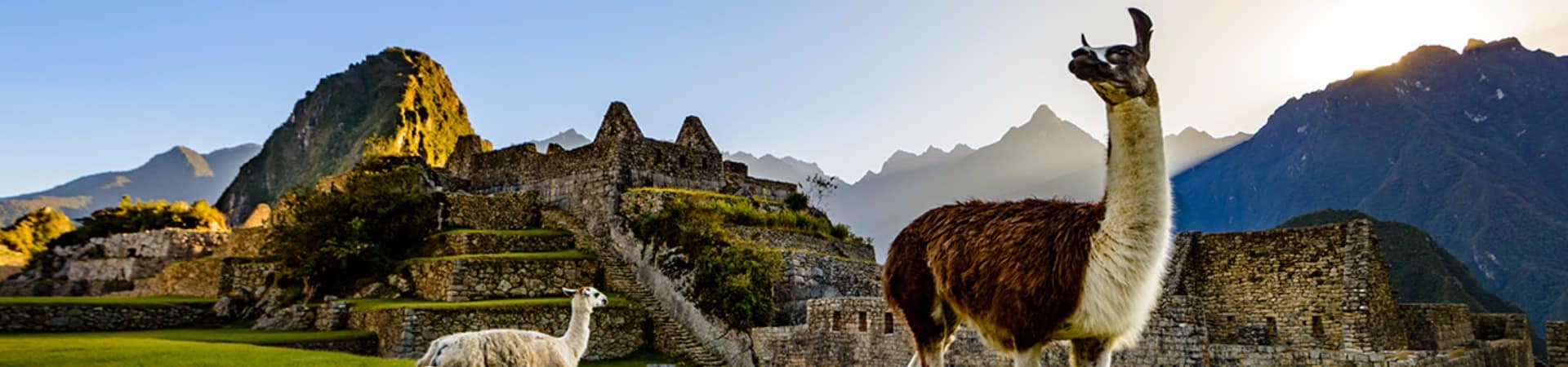 Lhamas em machu picchu